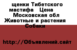 щенки Тибетского мастифа › Цена ­ 1 - Московская обл. Животные и растения » Собаки   